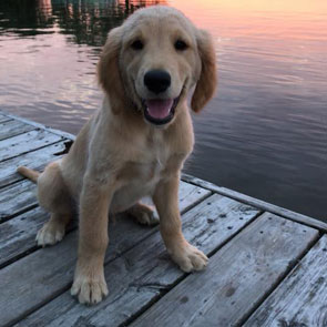 Photo de Golden Retriever