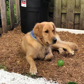 Photo de Golden Retriever