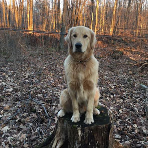 Photo de Golden Retriever