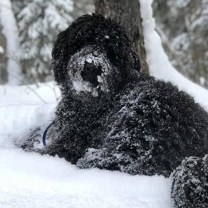 Photo de Goldendoodle