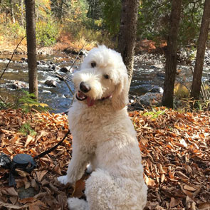 Photo de Goldendoodle