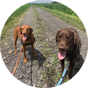 Service de promenade avec votre chien