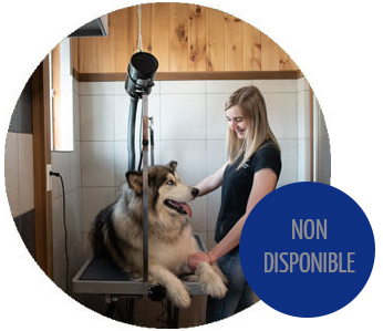 Service de toilettage pour votre chien